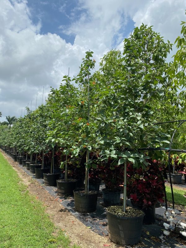 Orange geiger tree for sale in Florida