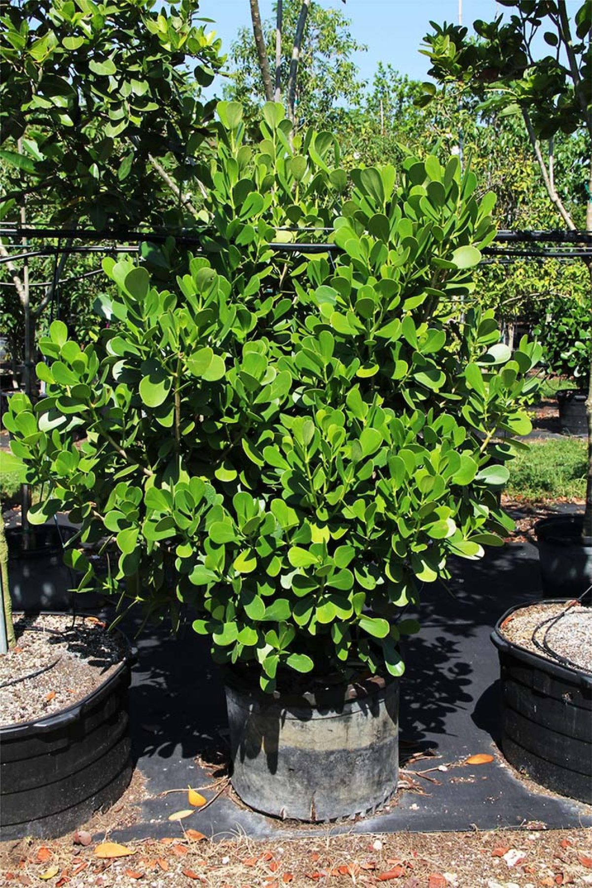 gold dust plant Dracaena Godsefiana Gold Dust