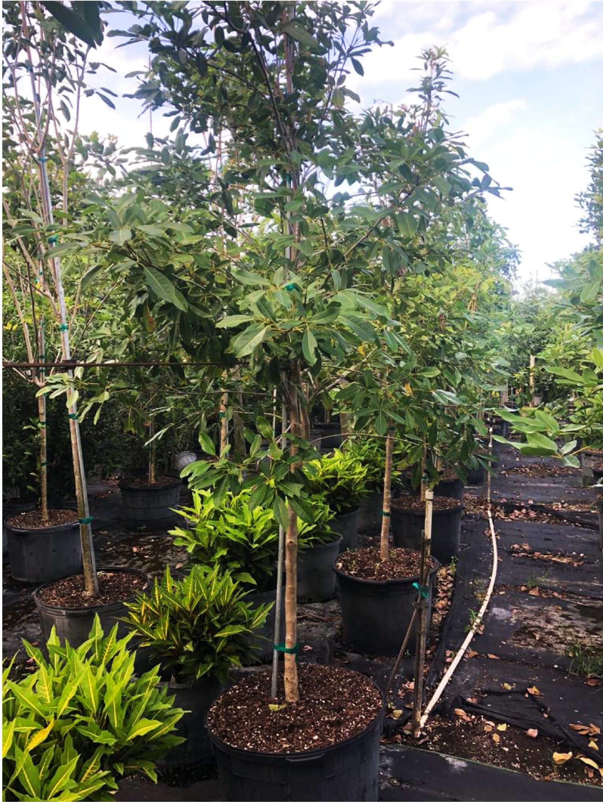 Fiddlewood Tree. Citharexylum Spinosum for Sale in Florida