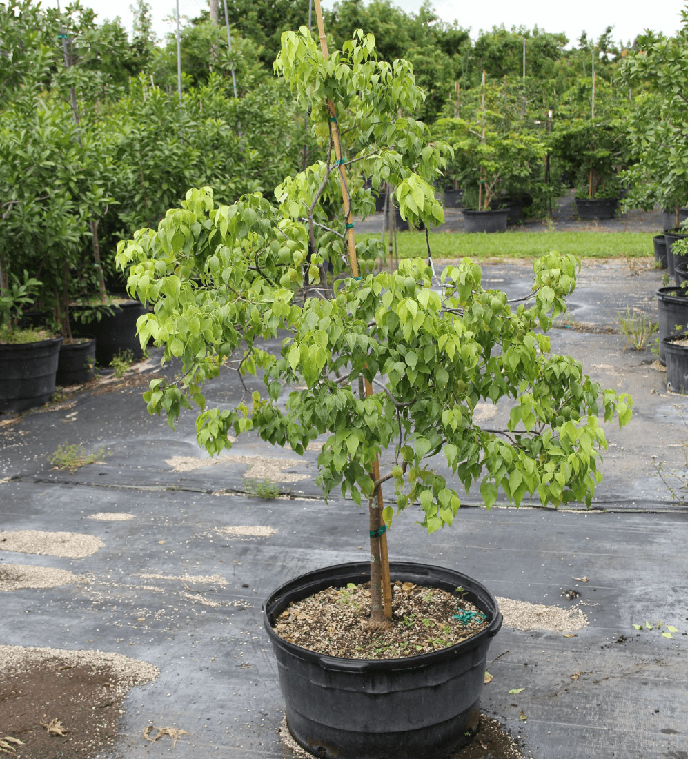 Amyris Elemifera. Torchwood Tree for Sale in Florida | Treeworld