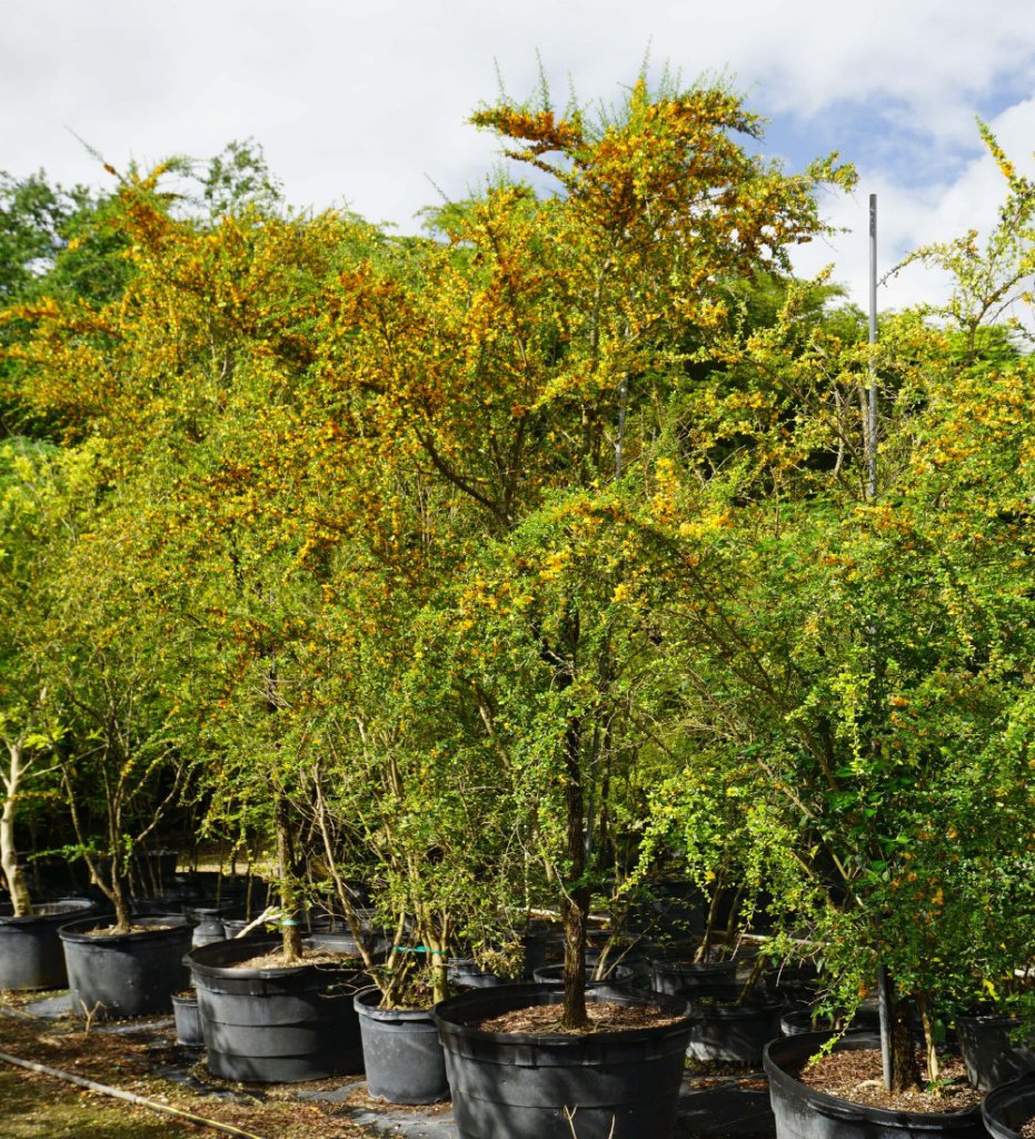 brya ebenus jamaican rain tree