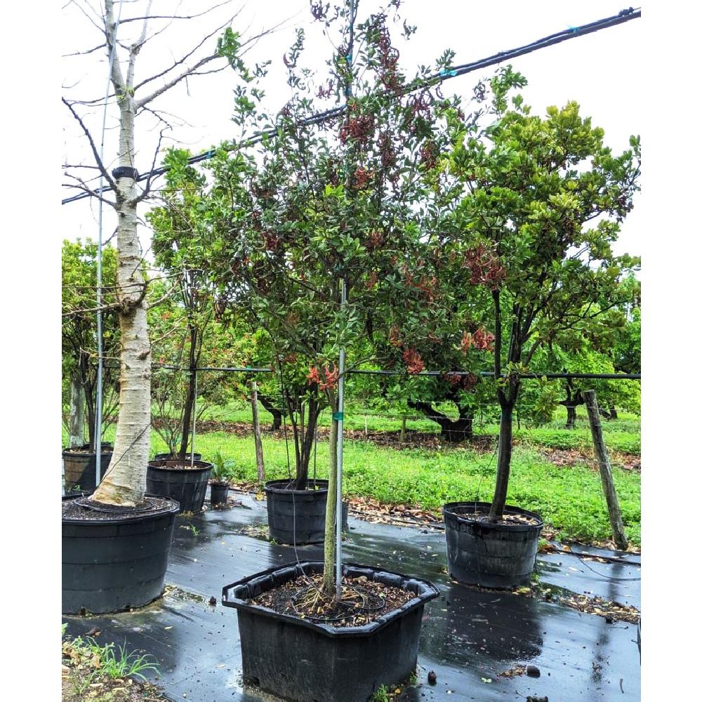 NEUF !! Arbre de cale BGT RED ZNE 130 G