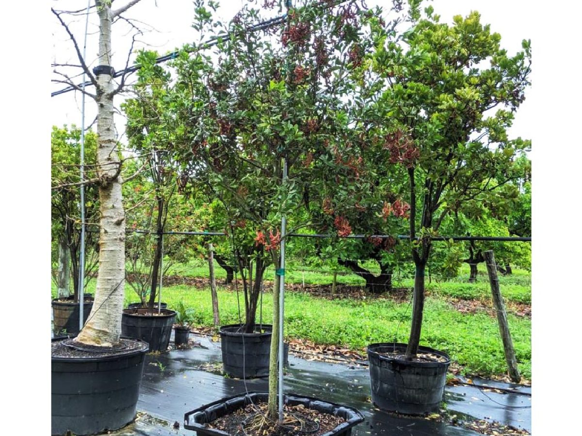 Page 5 – Trees for Sale - Buy Trees Online 🌳 | Treeworld Wholesale