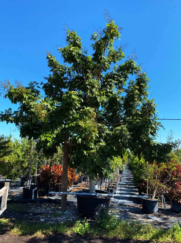 Andira Inermis - Cabbage Bark Tree for Sale Florida | Treeworld