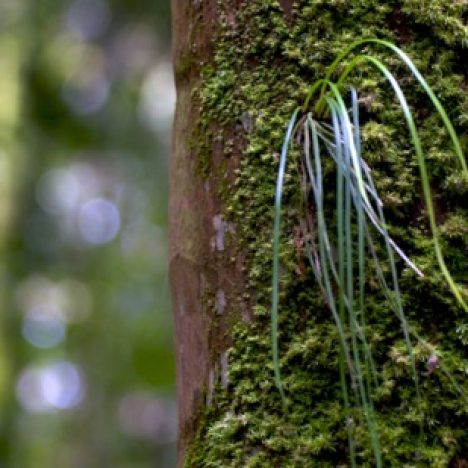 Plants That Grow on Trees: Epiphytes & Parasites | Treeworld Wholesale