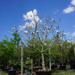 Pseudobombax ellipticum