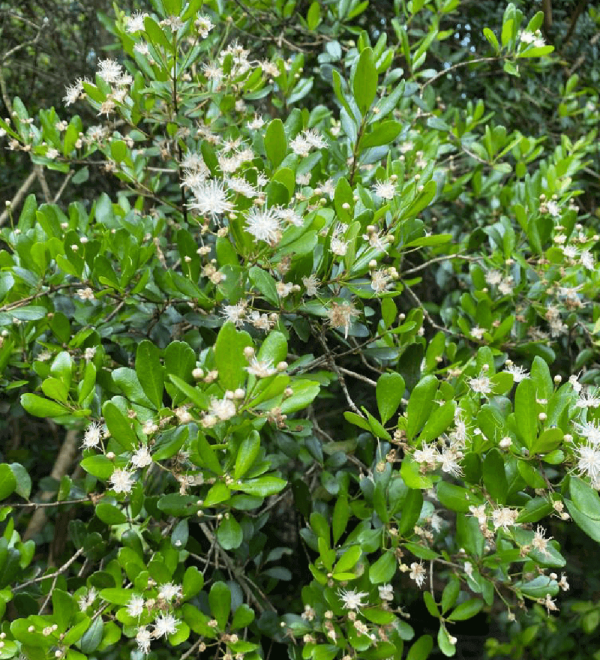 Myrcianthes Fragrans (Simpson Stopper) flowers