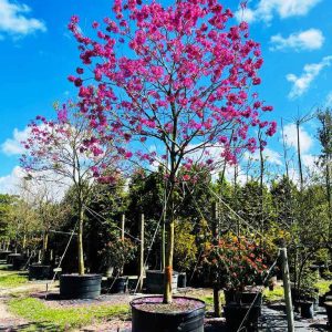 flowering trees