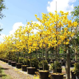 treeworld-tabebuia-chrysotricha