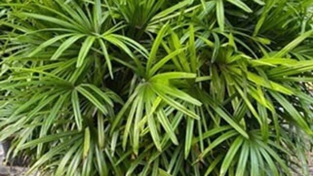 21-1200x675.jpg