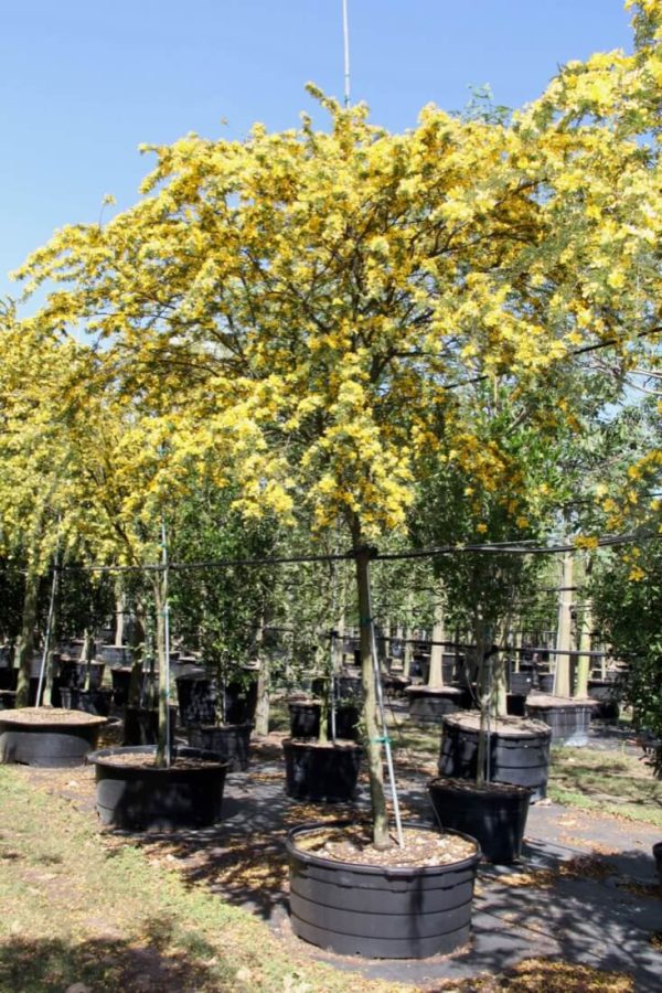 100 Gal - Desert Cassia - Senna Polyphylla