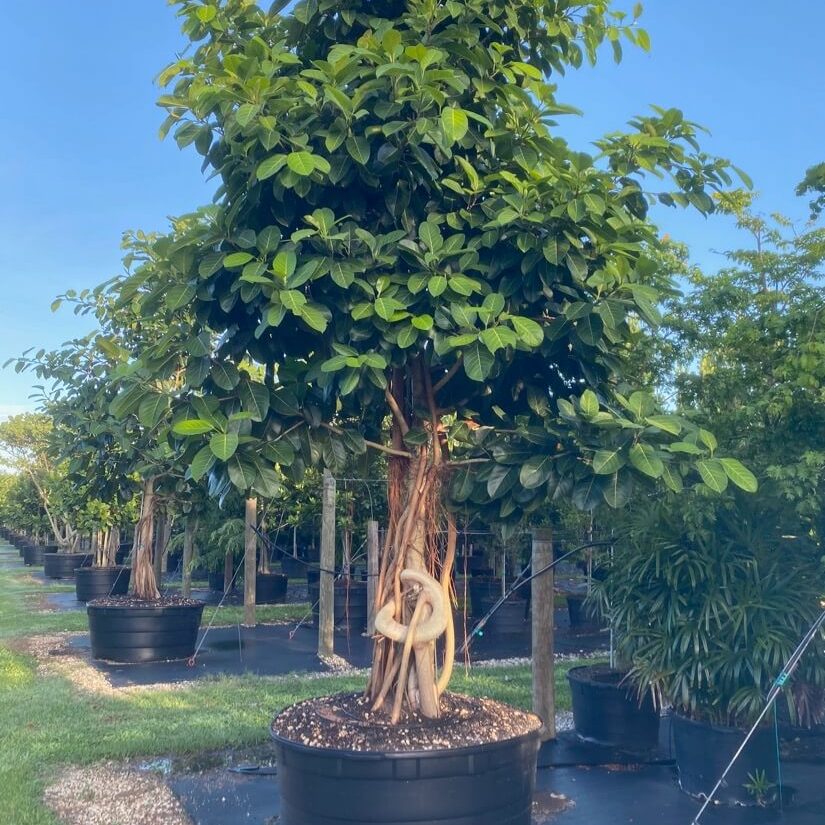 Ficus Benghalensis