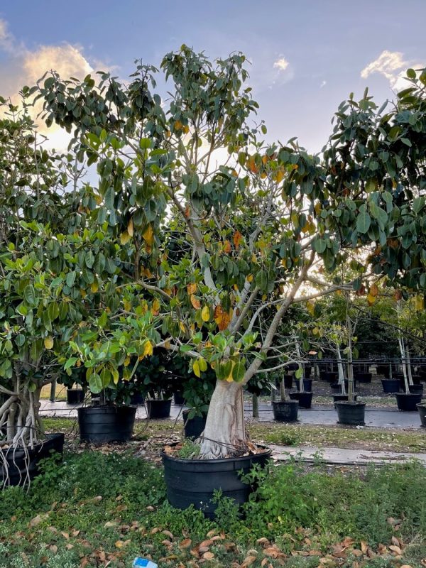 100 Gal - Ficus Benghalensis - Banyan Tree