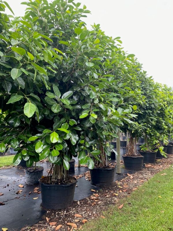 100 Gal - Ficus Benghalensis - Banyan Tree