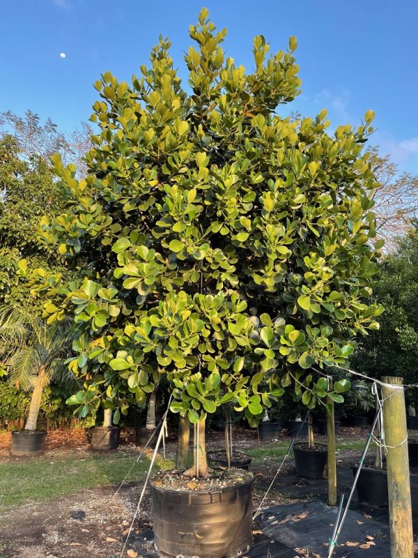 200 Gal - Clusia Rosea - Pitch Apple at TreeWorld