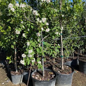 25 Gal - Cordia Boissieri - White Geiger