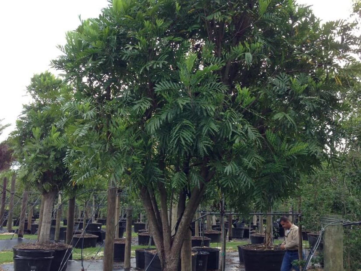 Japanese Fern Tree for Sale Florida (Filicium Decipiens