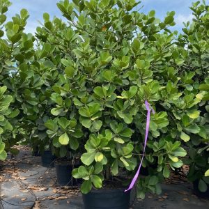 Clusia Rosea tree for sale, pitch apple Florida