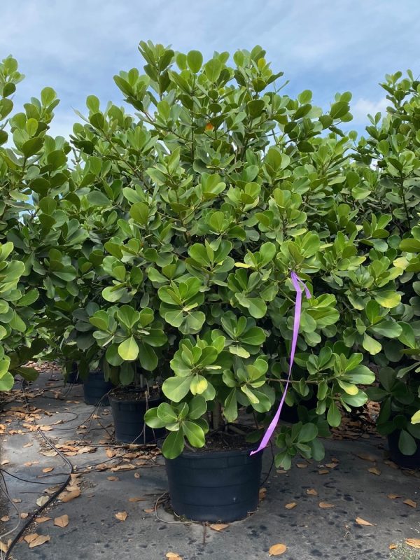 Clusia Rosea tree for sale, pitch apple Florida