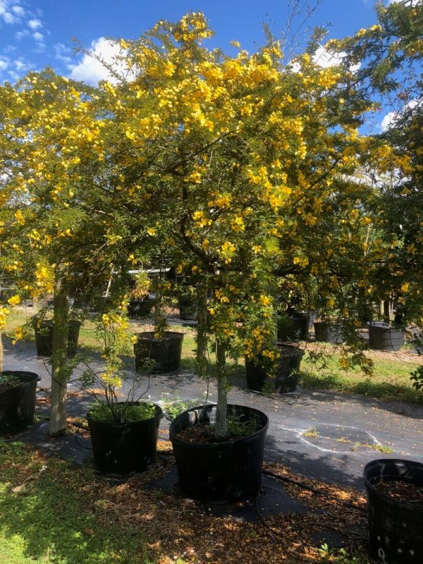 Desert Cassia tree for sale - Senna Polyphylla 45 gal