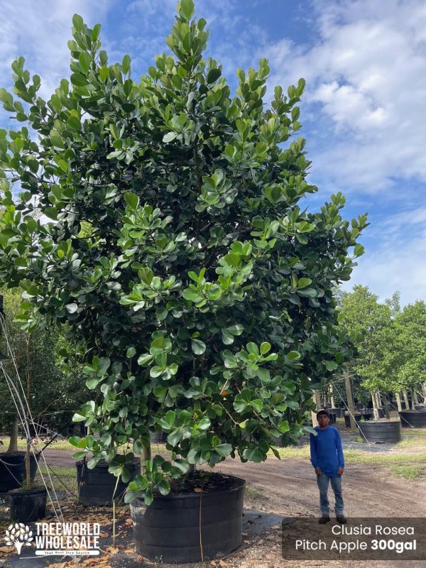 Clusia Rosea - Pitch Apple -300gal