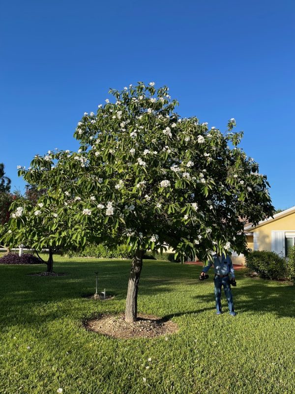 Cordia Boissieri - White Geiger - Specimen