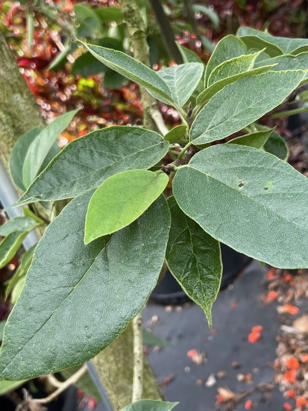 Cordia Sebestena - Orange Geiger - Leaf