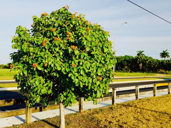 Cordia Sebestena - Orange Geiger - Specimen