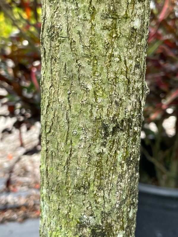 Cordia Sebestena - Orange Geiger - Trunk