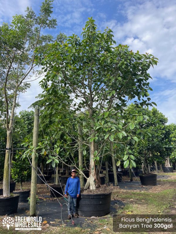 Ficus Benghalensis- Banyan Tree -300gal