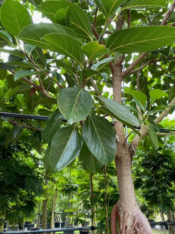 Ficus Benghalensis - Banyan Tree - Leaf