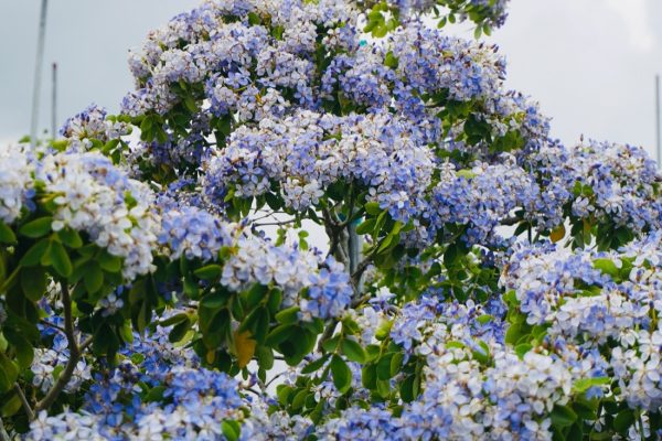 Guaiacum Officinale - Lignum Vitae - Flower