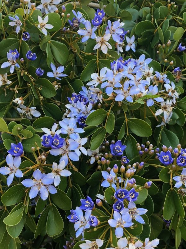 Guaiacum Officinale - Lignum Vitae - Flower -blooming