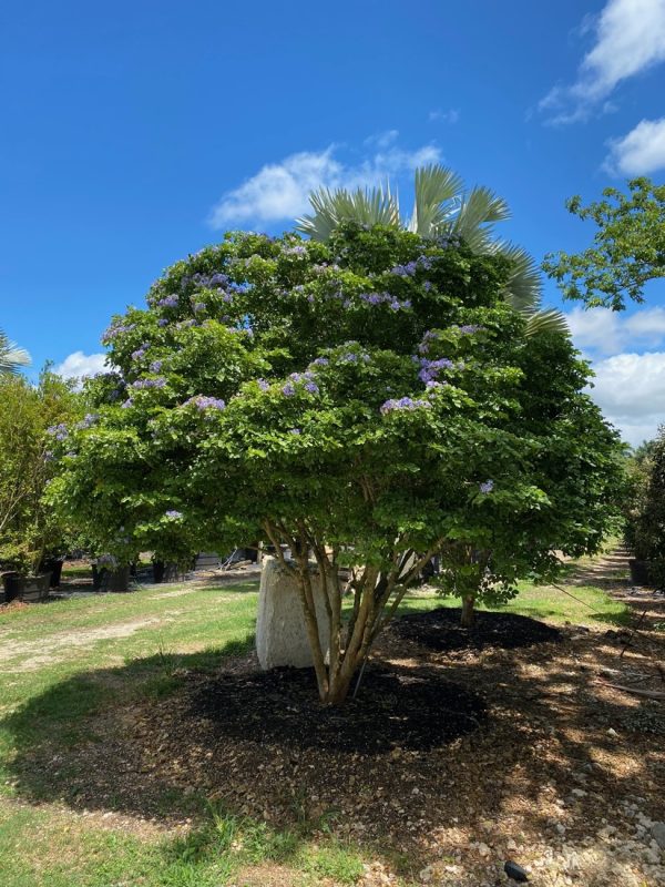 Guaiacum Officinale (Lignum vitae) tree specimen