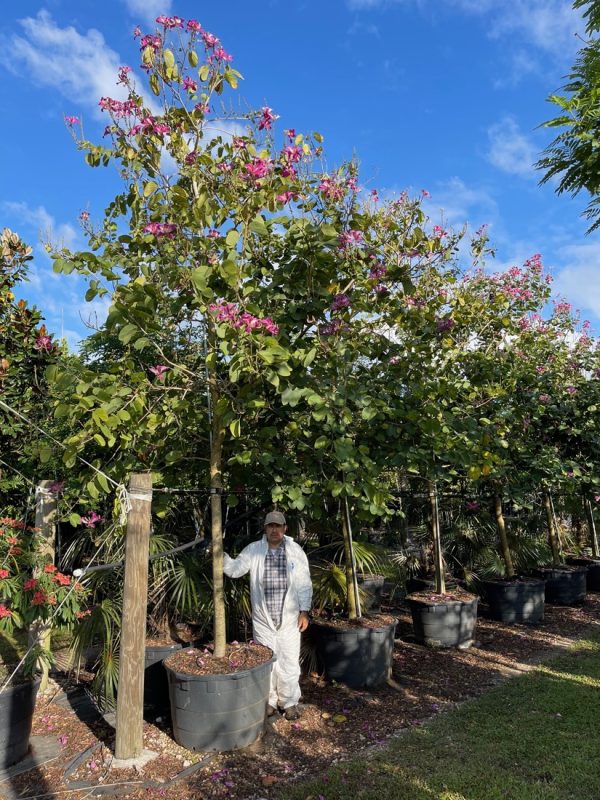 100 Gal - Bauhinia x Blakeana - Hong Kong Orchid