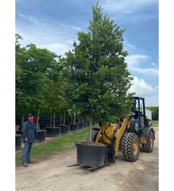 100 Gal - Calophyllum Brasilensis - Brazil Beauty Leaf - Loading