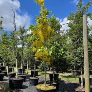 Cassia Fistula - Golden Shower tree for sale