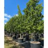 100 Gal - Conocarpus Erectus - Green Buttonwood