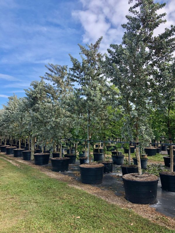 100 Gal - Conocarpus Erectus Var. Sericeus - Silver Buttonwood