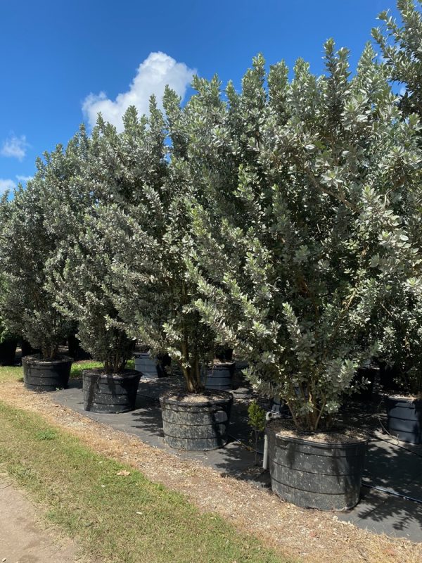 100 Gal - Conocarpus Erectus Var. Sericeus - Silver Buttonwood