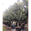 100gal-calophylluminophyllum-beautyleaf-kamani tree