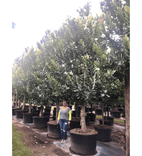 100gal-calophylluminophyllum-beautyleaf-kamani tree