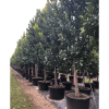 100gal-calophylluminophyllum-beautyleaf-kamani tree