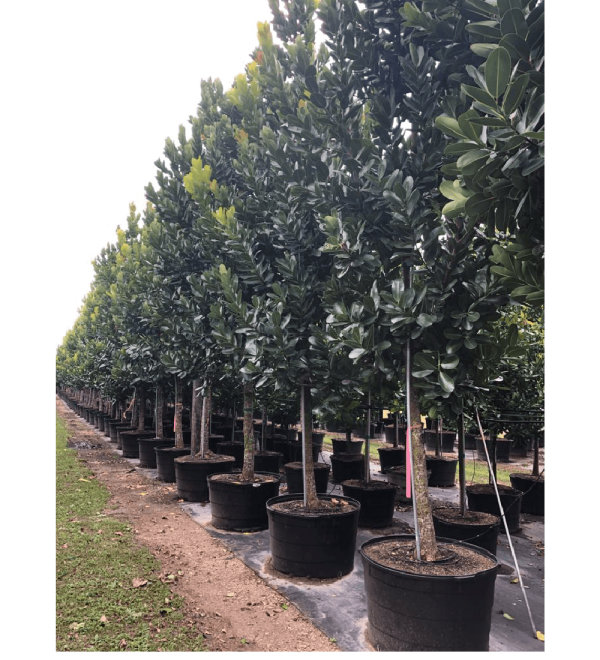 100gal-calophylluminophyllum-beautyleaf-kamani tree