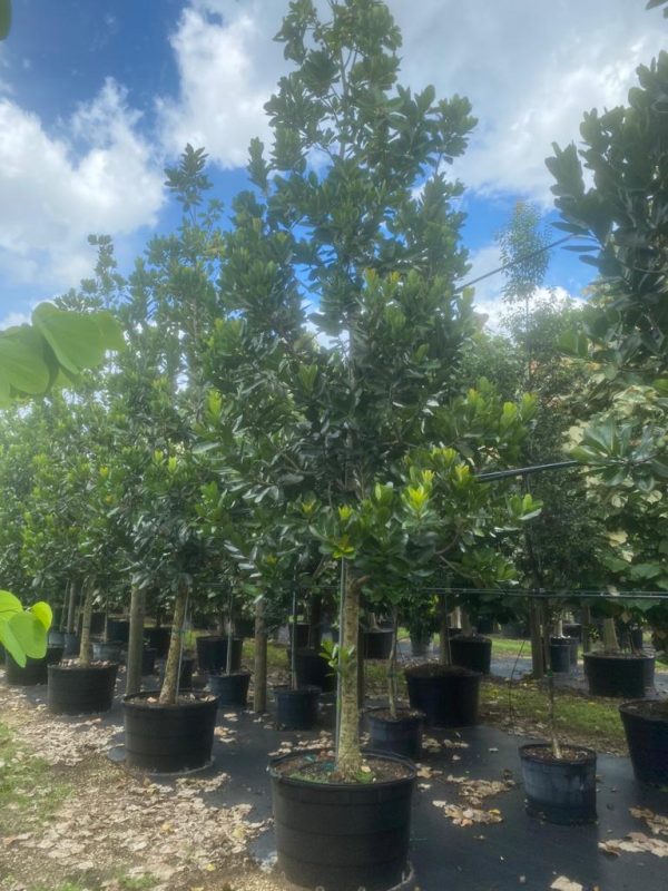 100gal-calophylluminophyllum-beautyleaf-kamani tree