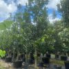 100gal-calophylluminophyllum-beautyleaf-kamani tree