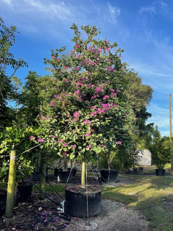 200 Gal - Bauhinia x Blakeana - Hong Kong Orchid