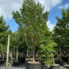 200 Gal - Conocarpus Erectus - Green Buttonwood