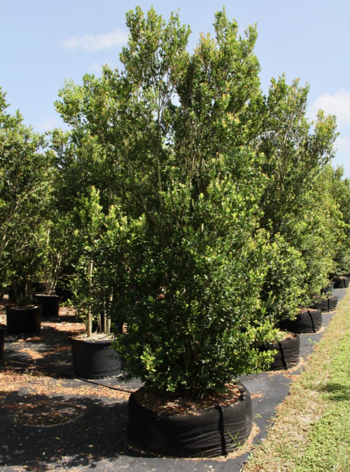 200-Gal-Myrcianthes-Fragrans-