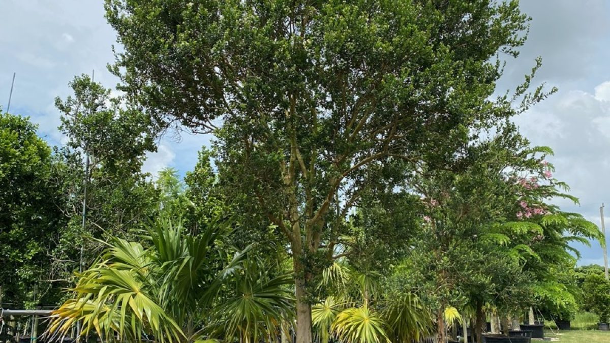 Myrcianthes Fragrans - Simpson Stopper Tree for sale Florida